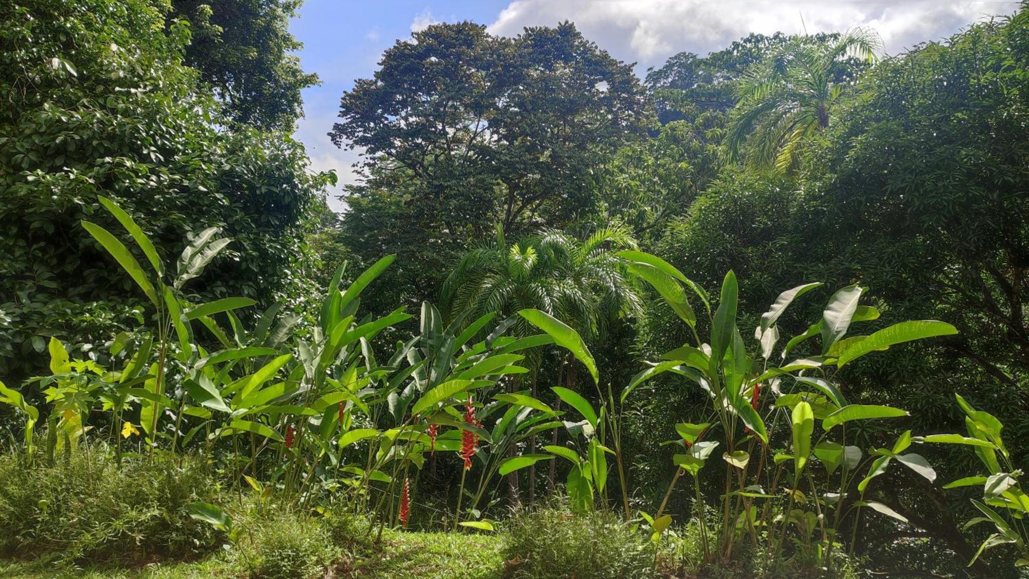 Rio Tico Safari Lodge Punta Mala Eksteriør billede